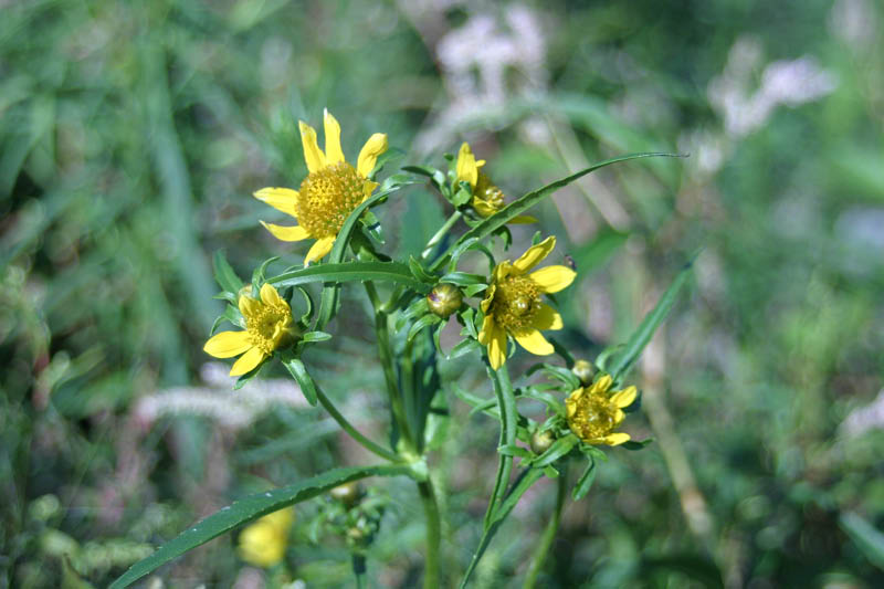100_27