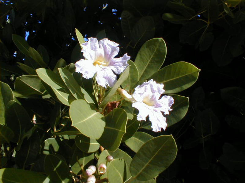 P1010044 (2)