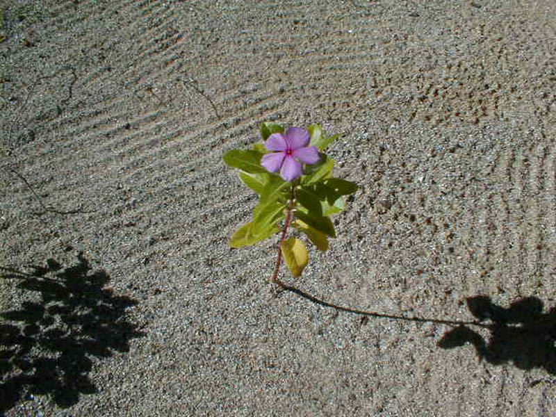 P1010050