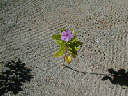 P1010050